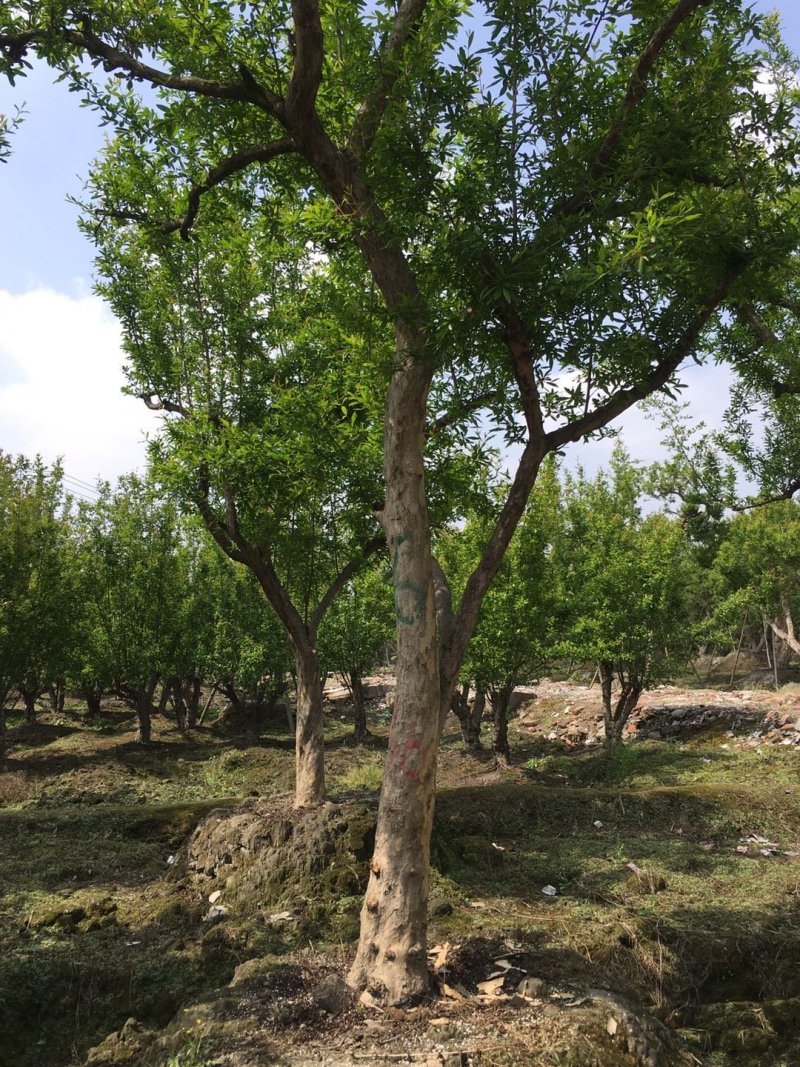 花石榴古树基地，石榴树庄，造型石榴树价格