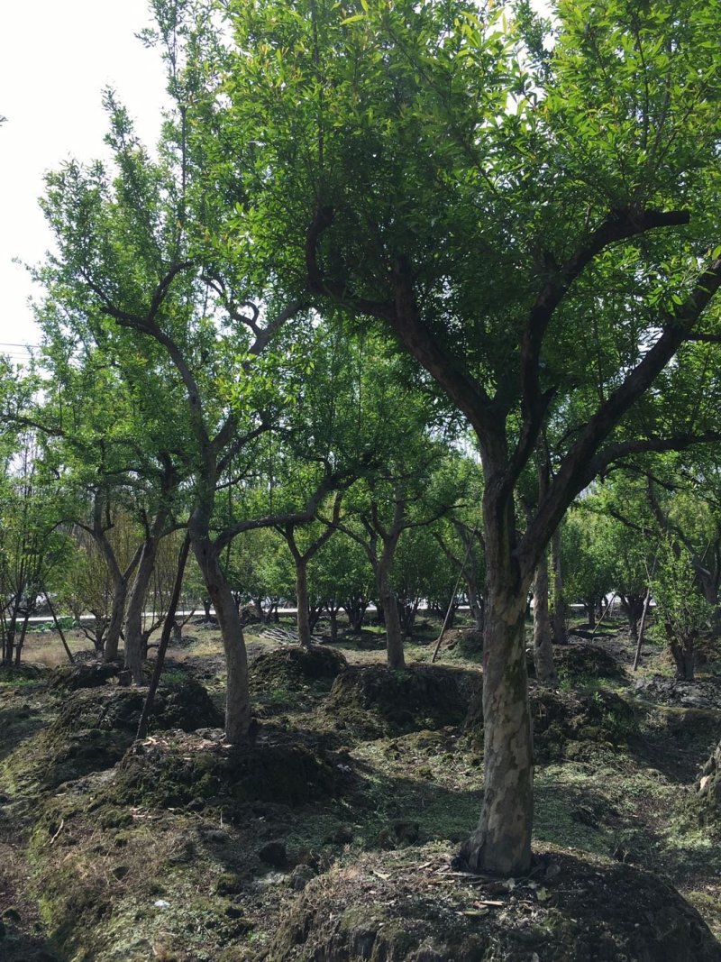 花石榴古树基地，石榴树庄，造型石榴树价格