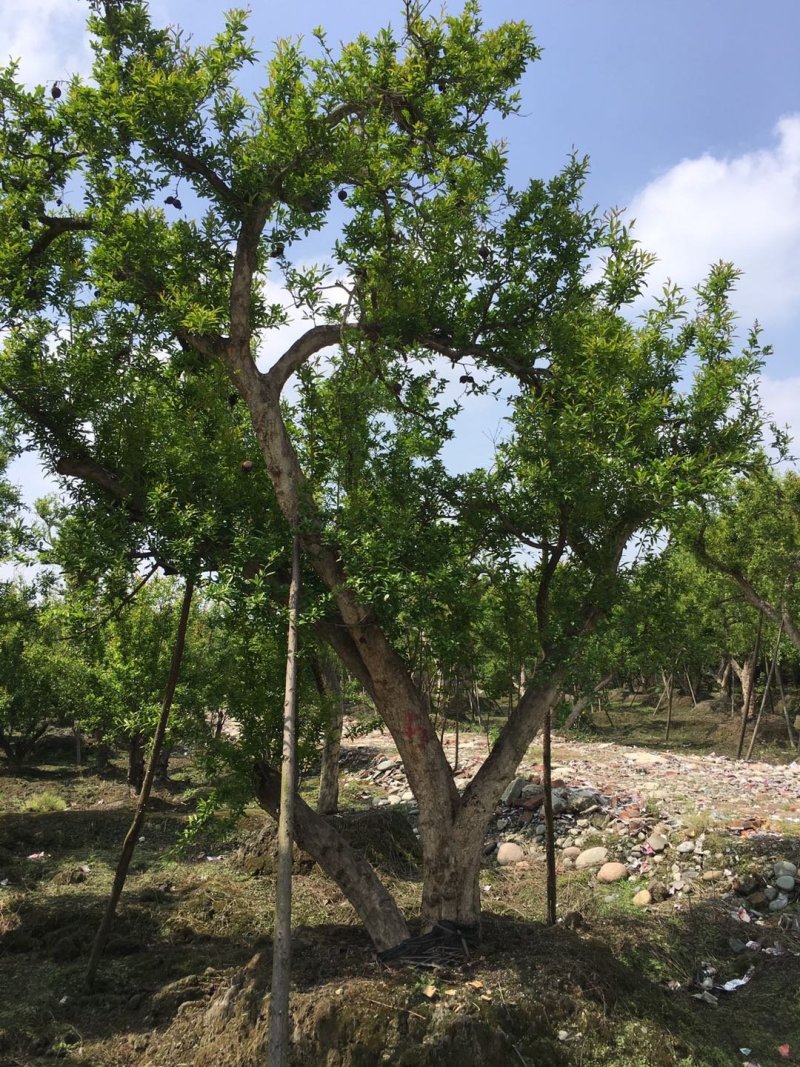 花石榴古树基地，石榴树庄，造型石榴树价格
