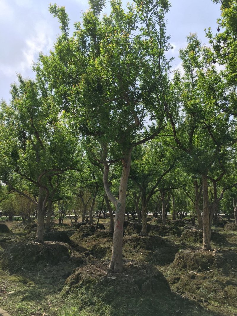 花石榴古树基地，石榴树庄，造型石榴树价格