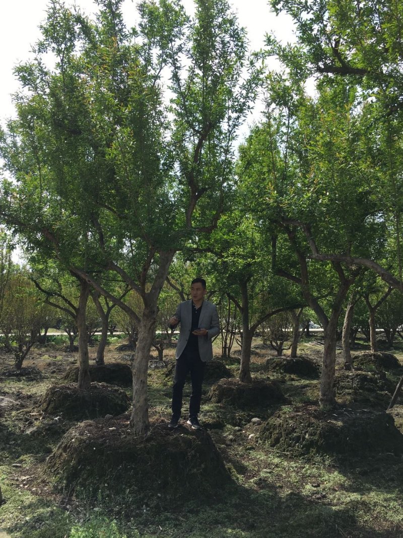花石榴古树基地，石榴树庄，造型石榴树价格