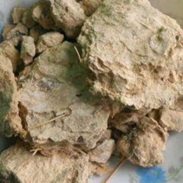 【产地直供】鹰屎白鹰粪白鹰粪冷背药材一公斤起售