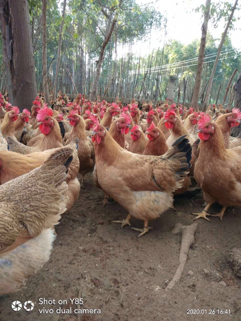 灵山土项鸡，桂香鸡.美丽