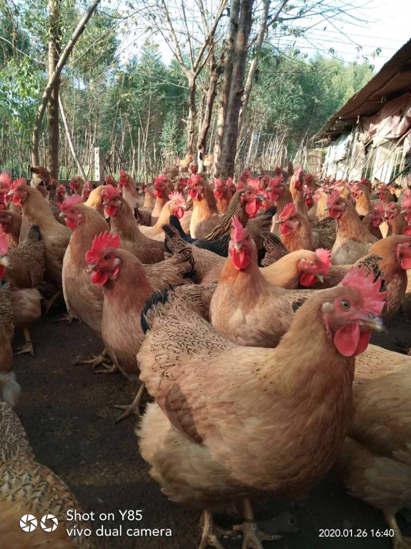 灵山土项鸡，桂香鸡.美丽