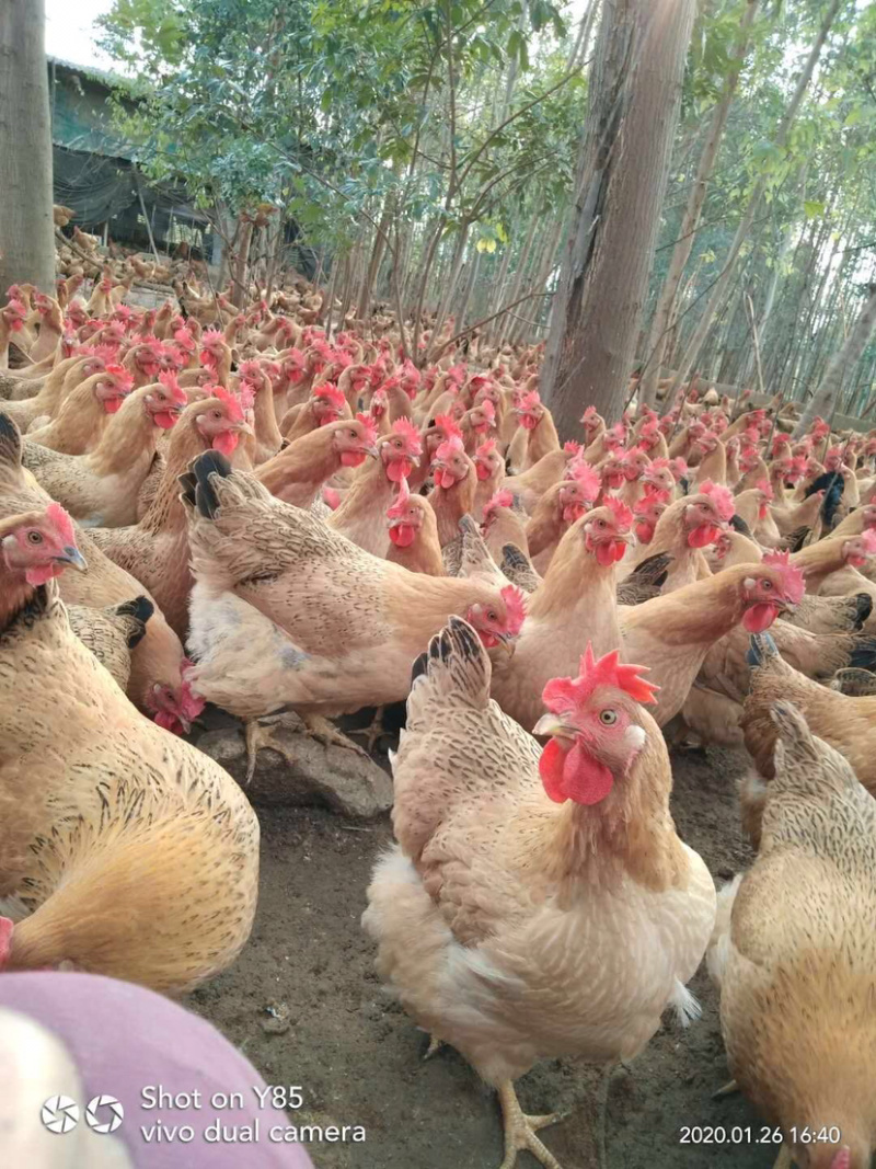 灵山土项鸡，桂香鸡.美丽