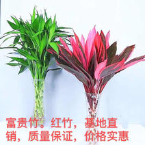 可一件富贵竹。红竹，水养，基地直销，质量保证，