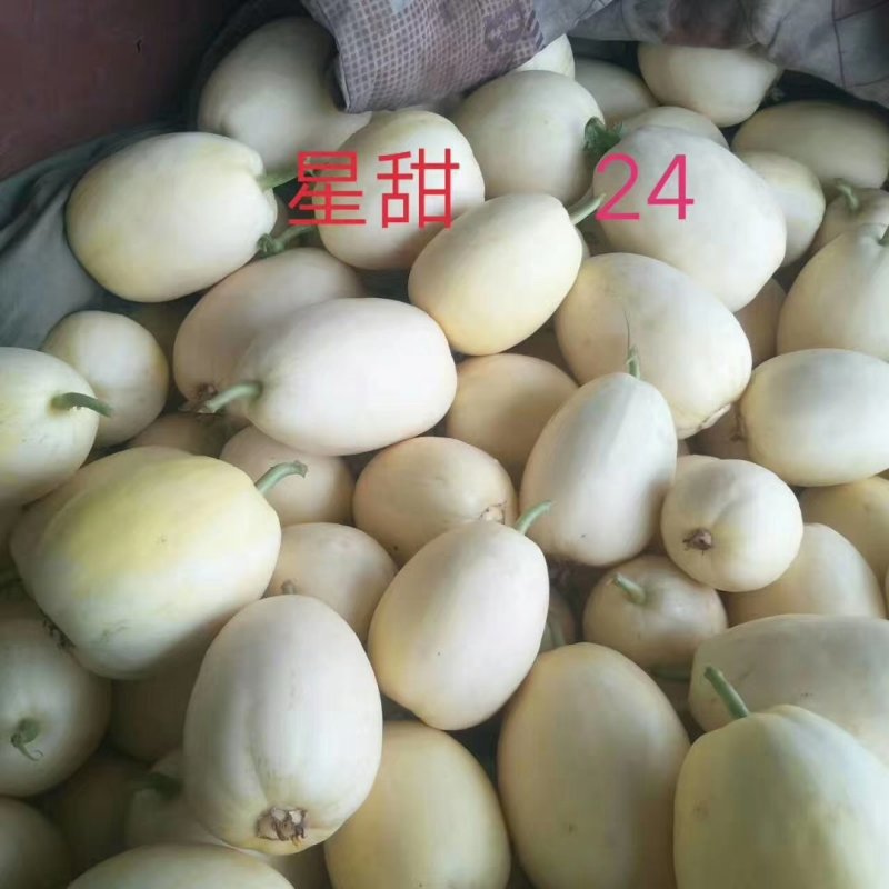 【推荐】星甜24瓜美价美大量供应实力代办欢迎咨询