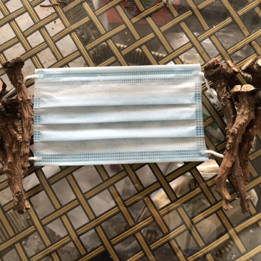 蒲公英根
