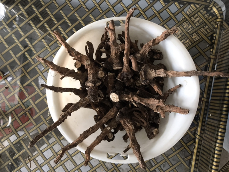 蒲公英根