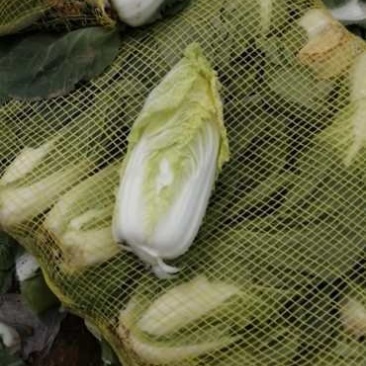 娃娃菜