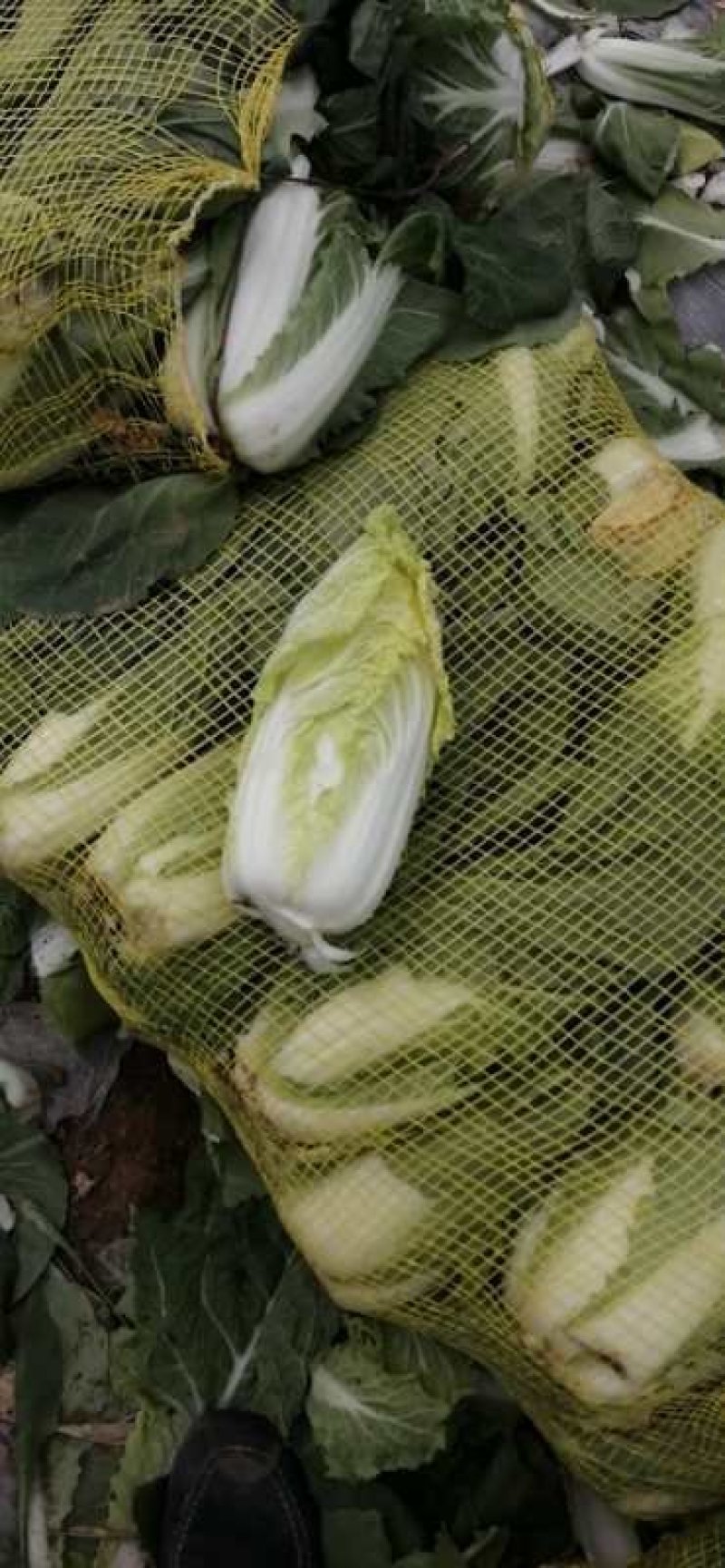 娃娃菜