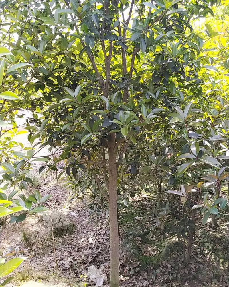 桂花树，安徽桂花树2公分3公分直销金桂占地桂花树