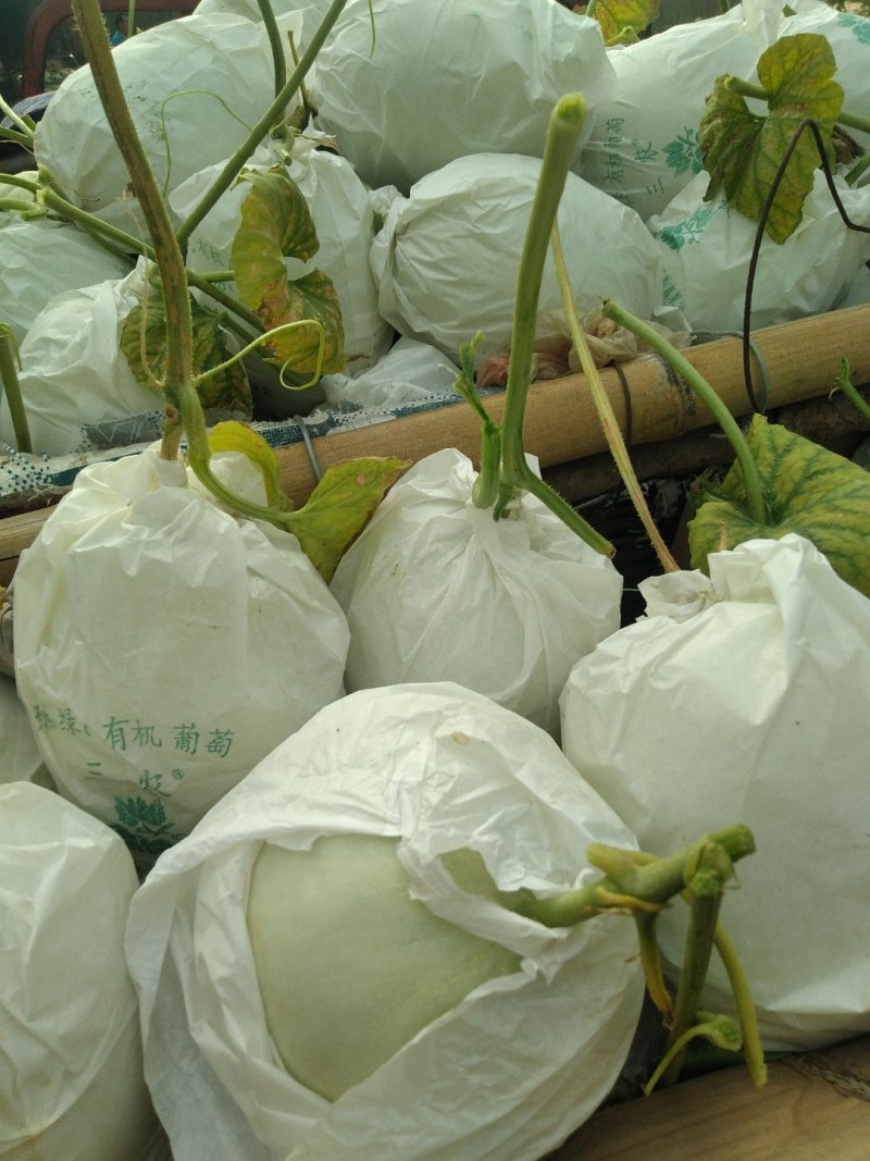 惠民县麻店镇优质花蕊甜瓜