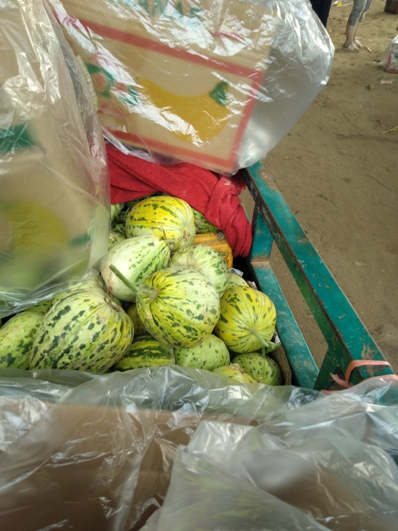惠民县麻店镇优质花蕊甜瓜