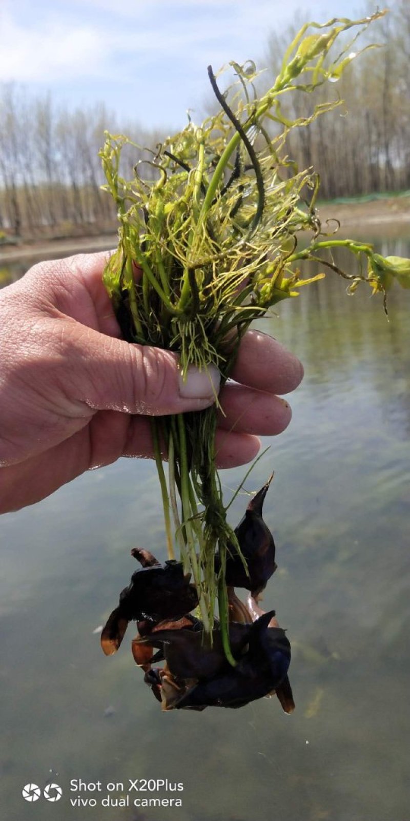老菱角种子苗菱角苗种植池塘水生植物四季蔬菜青菱角苗红菱角