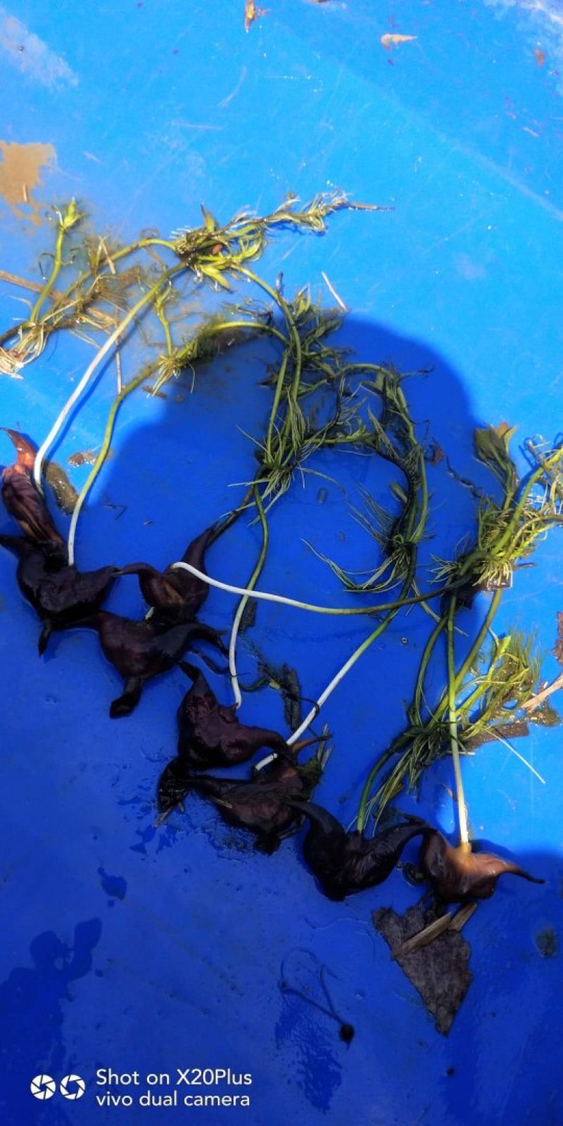 老菱角种子苗菱角苗种植池塘水生植物四季蔬菜青菱角苗红菱角