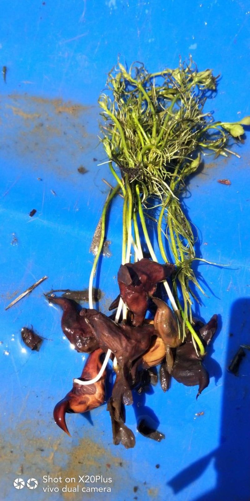 老菱角种子苗菱角苗种植池塘水生植物四季蔬菜青菱角苗红菱角