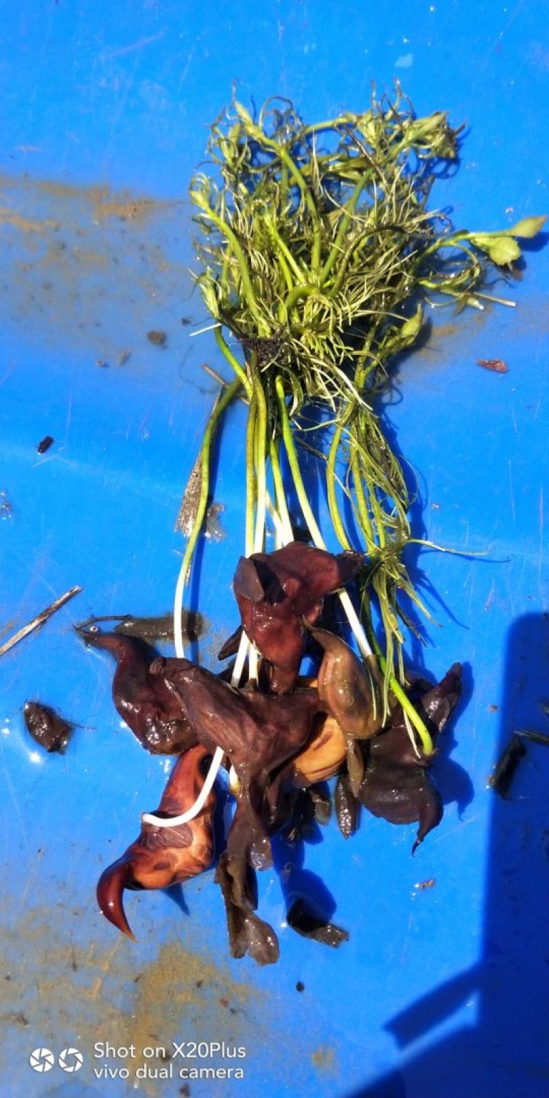 老菱角种子苗菱角苗种植池塘水生植物四季蔬菜青菱角苗红菱角