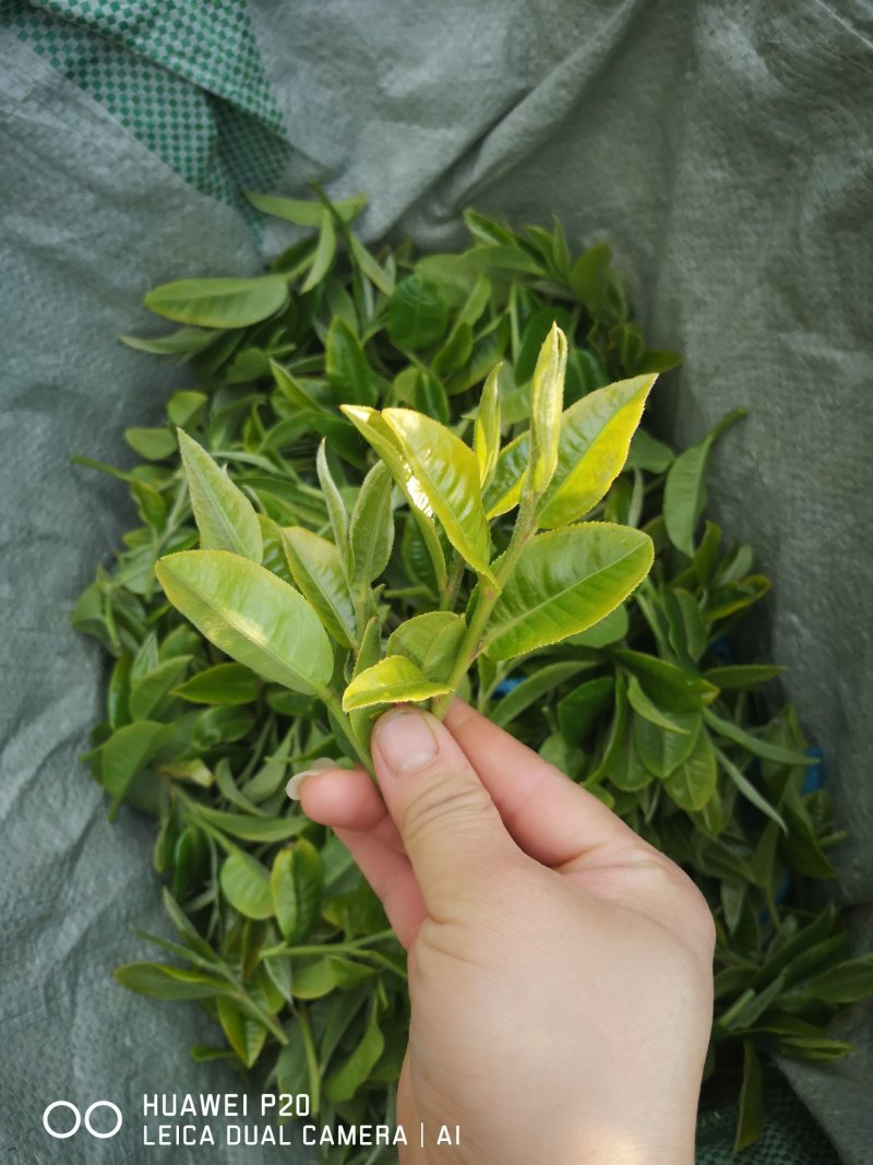 普洱茶