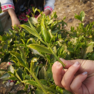 普洱茶