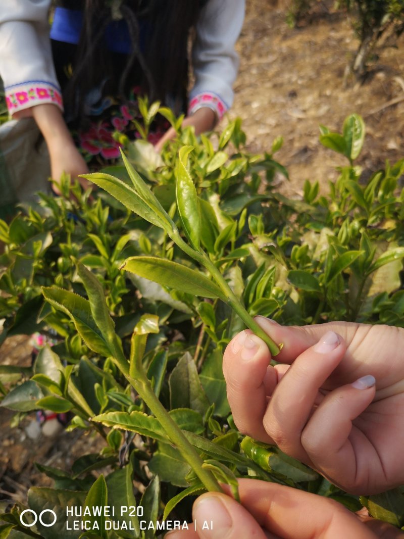 普洱茶