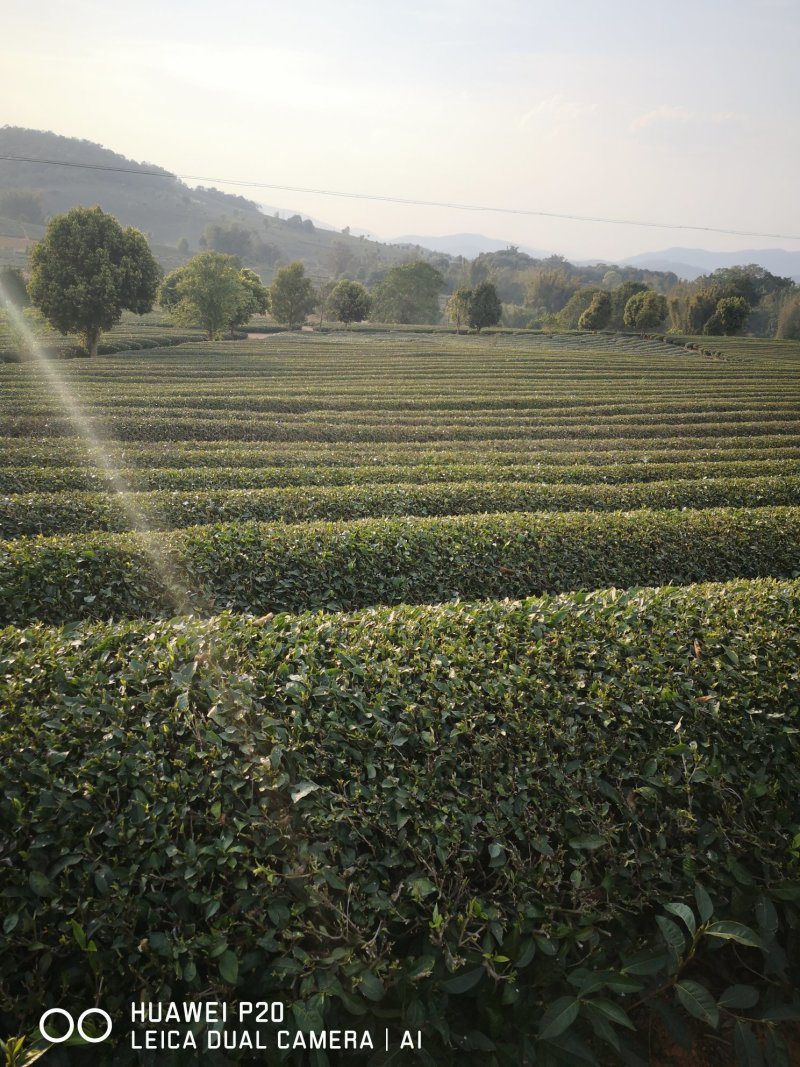 普洱茶