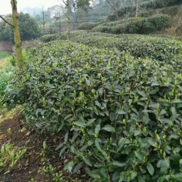 陕西省汉中市西乡县高山绿茶，茶楼酒店招待茶，大众口粮茶