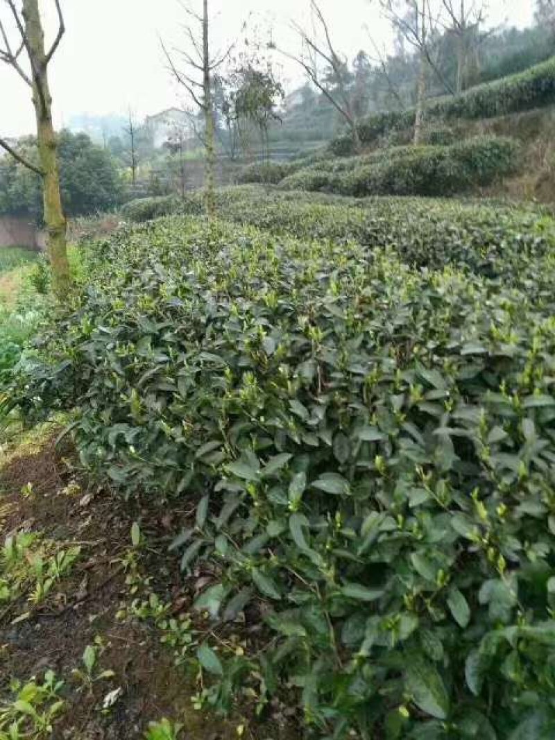 陕西省汉中市西乡县高山绿茶，茶楼酒店招待茶，大众口粮茶