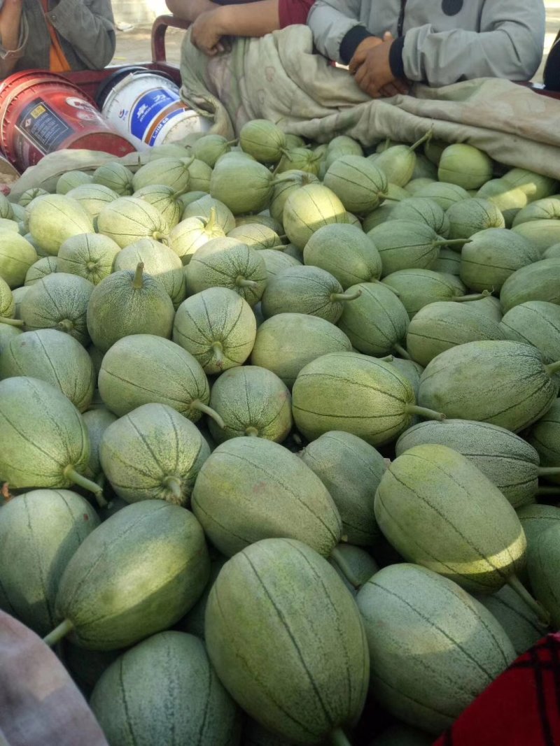 【推荐】香甜可口沙土地芝麻脆大量有货欢迎合作