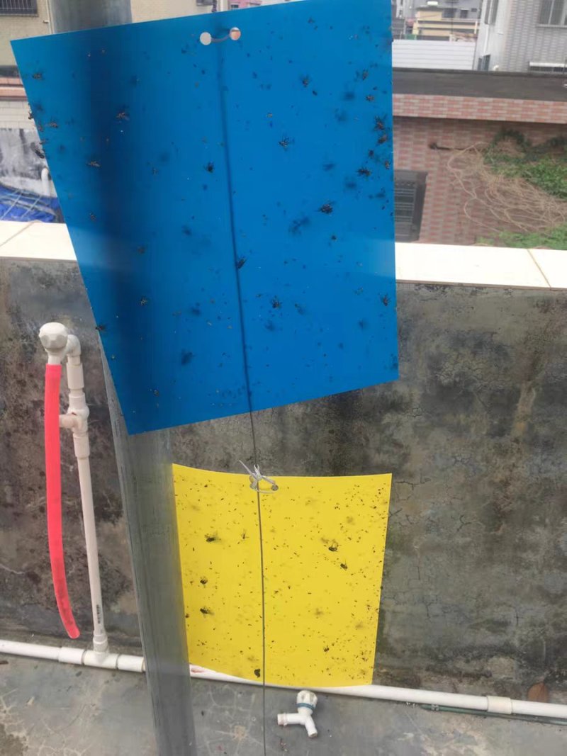 粘虫板黄板诱虫板黄蓝板小黑飞粘虫板蓟马粘虫板