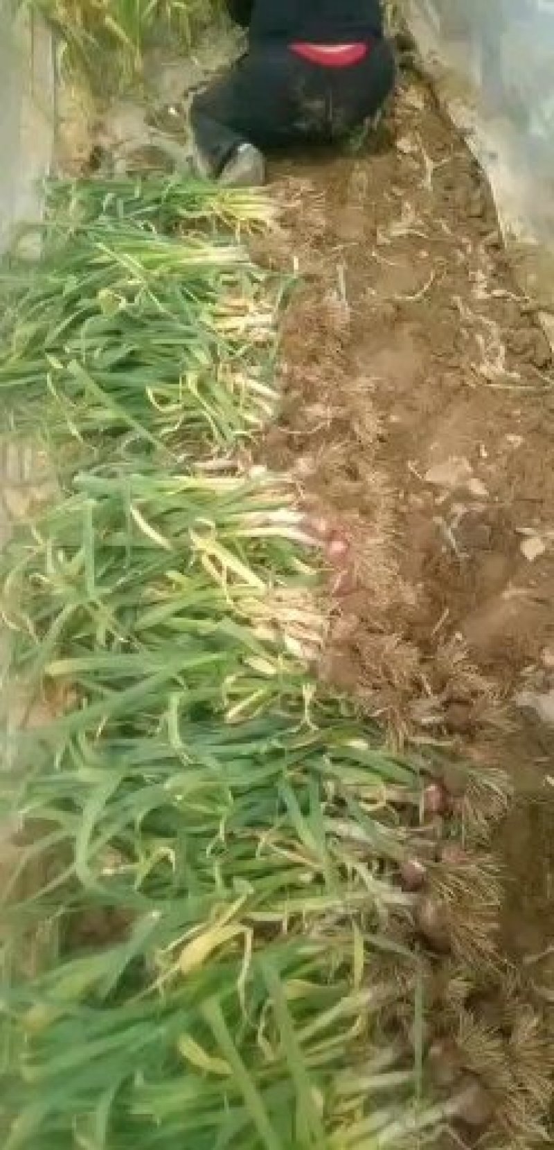 郑州中牟县露天红皮苗蒜50公分以上大量上市中