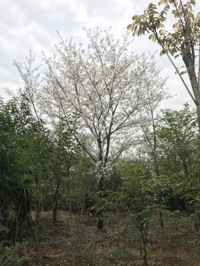 香樟树，光杆，全冠等，苗圃苗，苗圃，工程专用。
