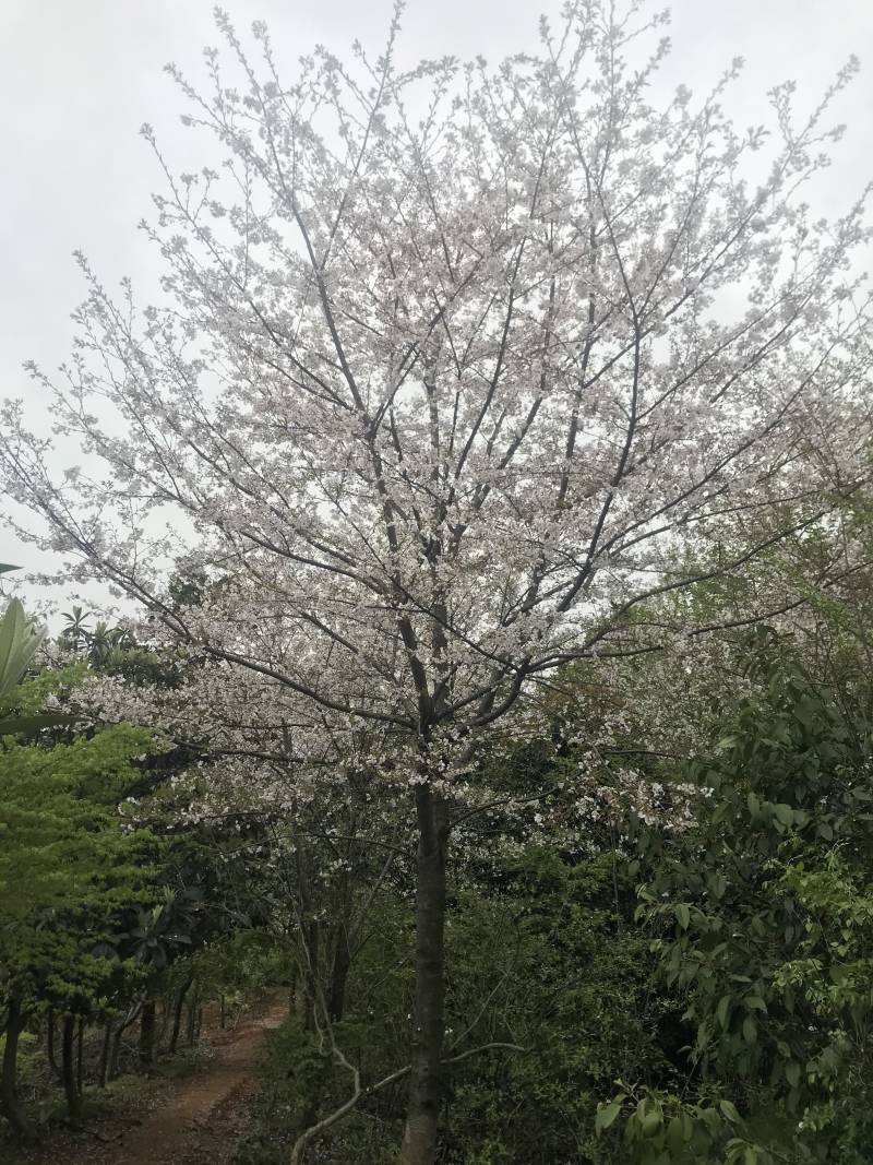 香樟树，光杆，全冠等，苗圃苗，苗圃，工程专用。