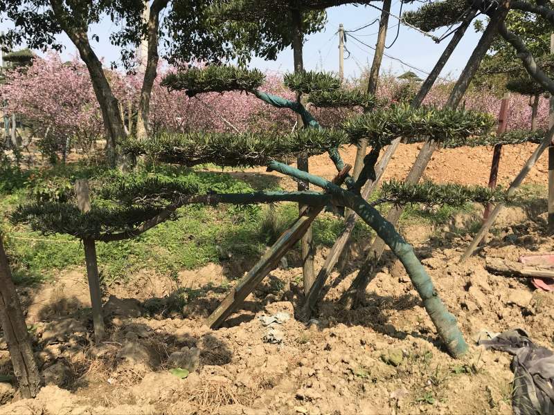香樟树，光杆，全冠等，苗圃苗，苗圃，工程专用。