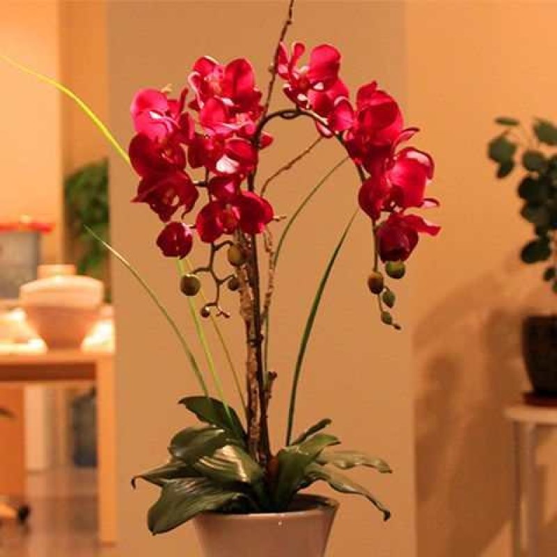 蝴蝶兰花卉盆栽观花植物室内花客厅阳台四季开花植物蝴蝶兰带