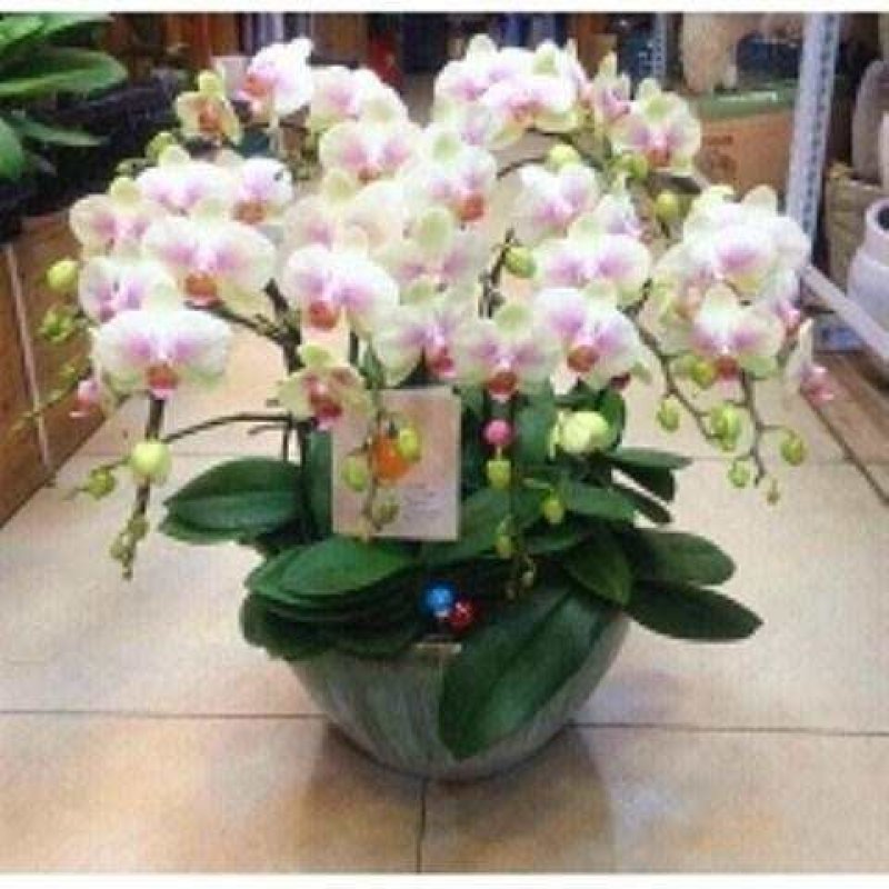 蝴蝶兰花卉盆栽观花植物室内花客厅阳台四季开花植物蝴蝶兰带