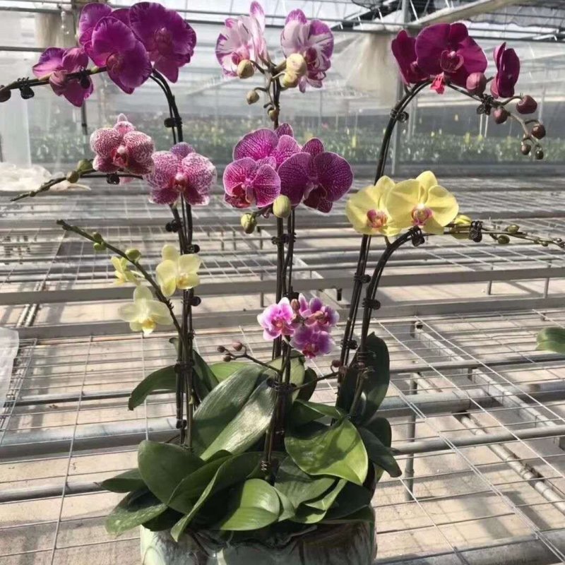 蝴蝶兰花卉盆栽观花植物室内花客厅阳台四季开花植物蝴蝶兰带