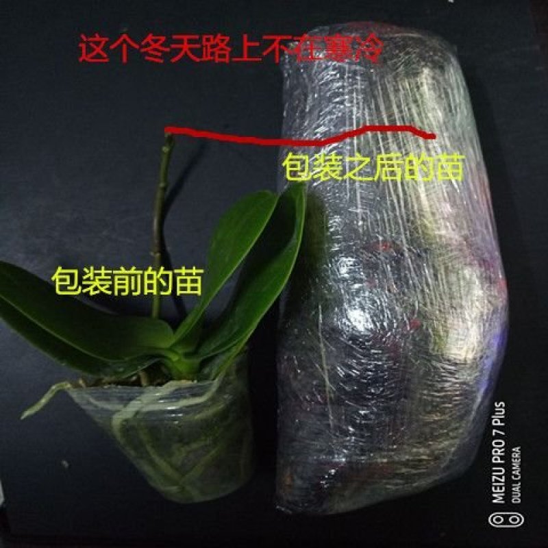 蝴蝶兰花卉盆栽观花植物室内花客厅阳台四季开花植物蝴蝶兰带