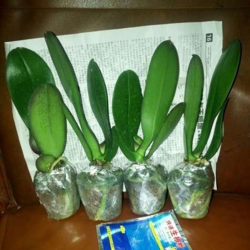 蝴蝶兰花卉盆栽观花植物室内花客厅阳台四季开花植物蝴蝶兰带