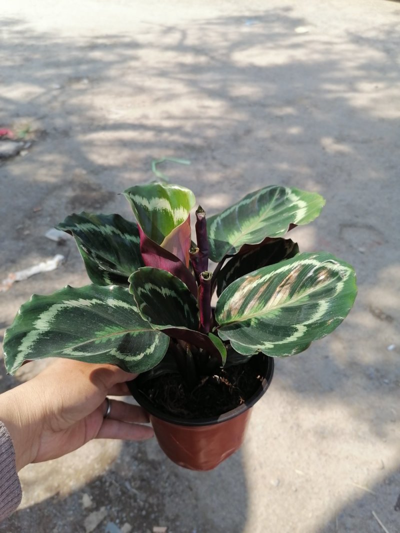 优质彩虹竹芋，青州基地直发