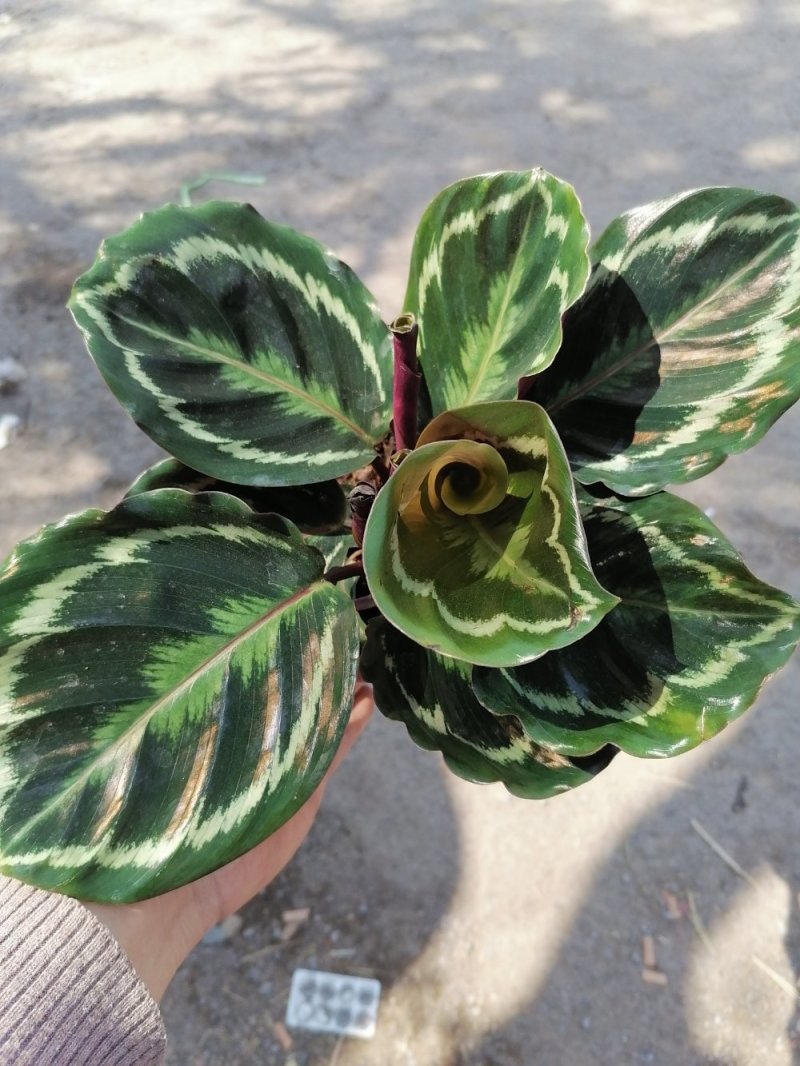 优质彩虹竹芋，青州基地直发