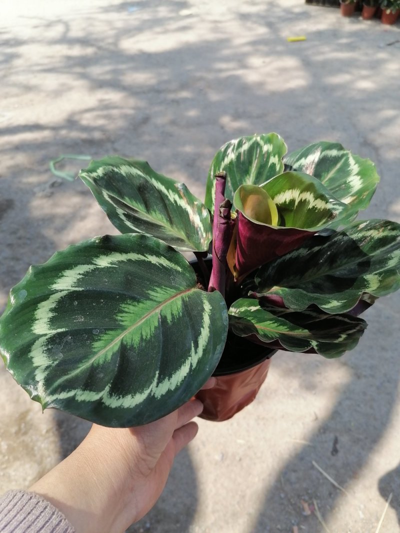 优质彩虹竹芋，青州基地直发