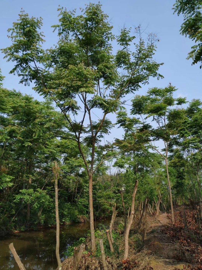 宜宾朴树，多杆单杆，黄连木只能骨架可视频看货，量大从优
