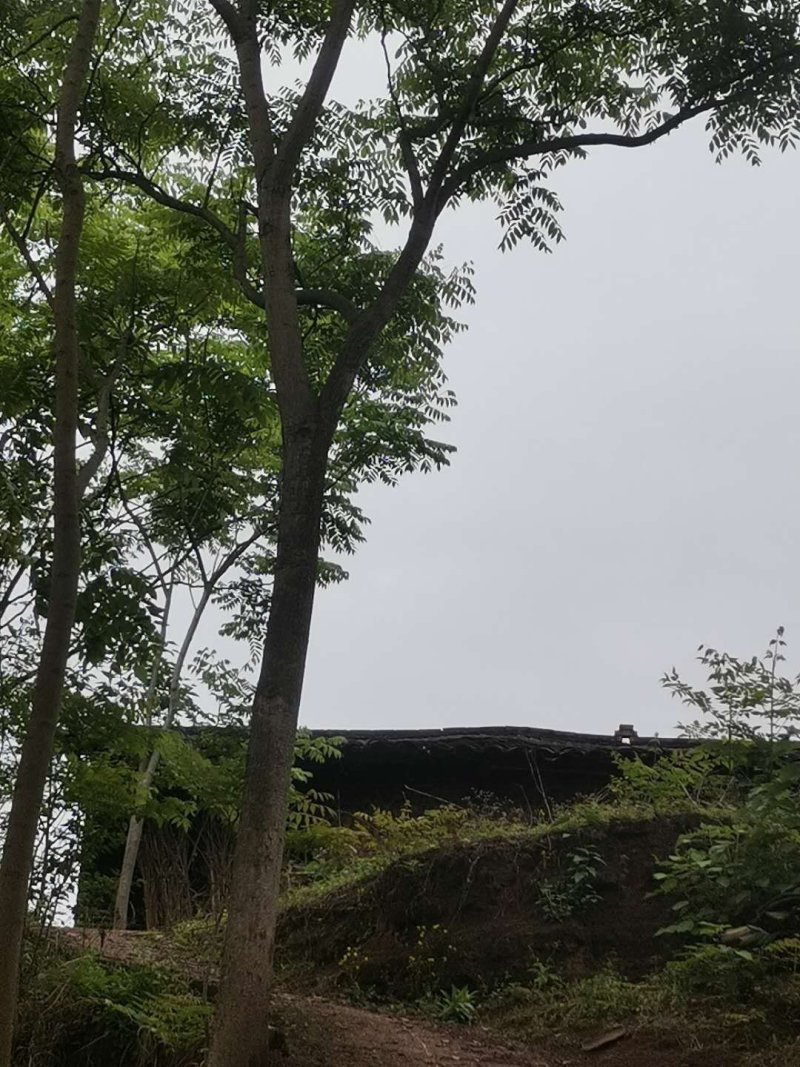 宜宾朴树，多杆单杆，黄连木只能骨架可视频看货，量大从优