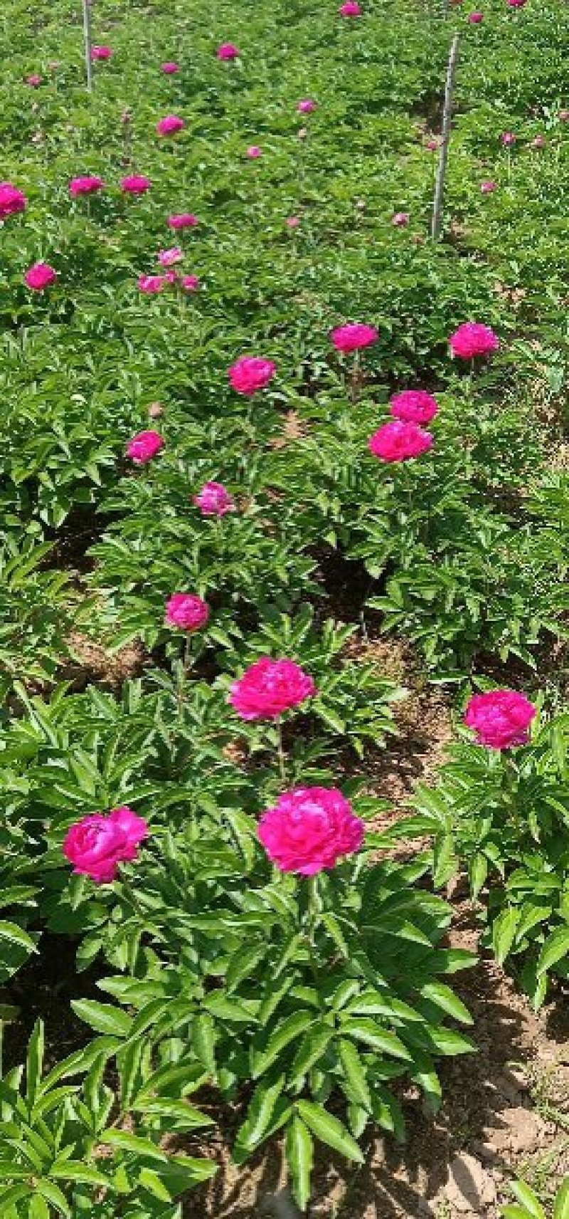 千层花大富贵观赏芍药观赏花芍药苗干花盆景花卉批发