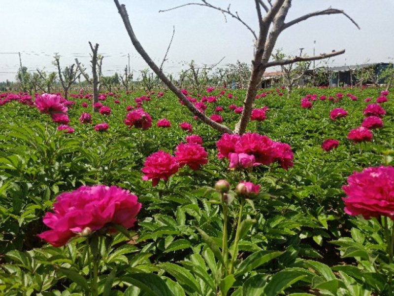 千层花大富贵观赏芍药观赏花芍药苗干花盆景花卉批发
