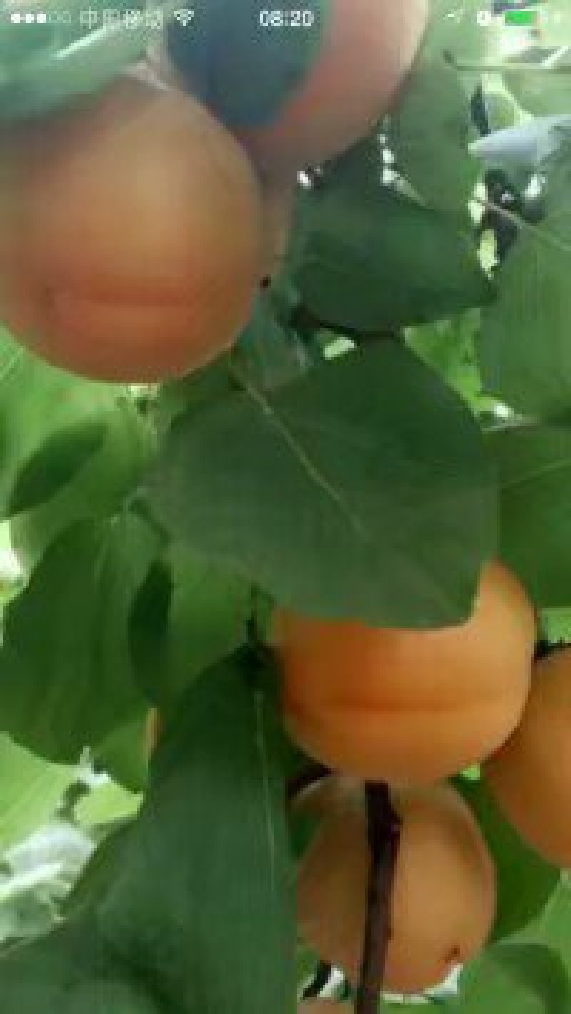 夏县水果