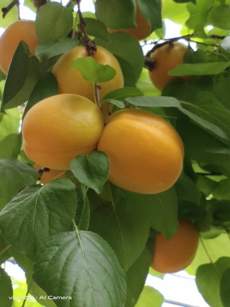 夏县水果