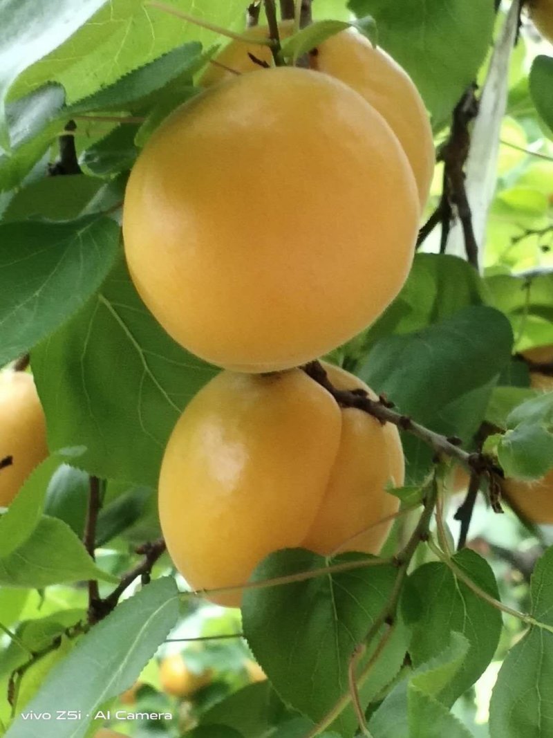 夏县水果