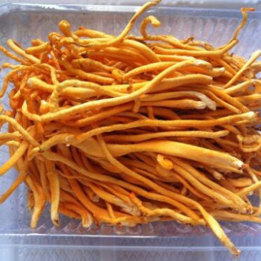 虫草花，常年批发供应虫草花中药材
